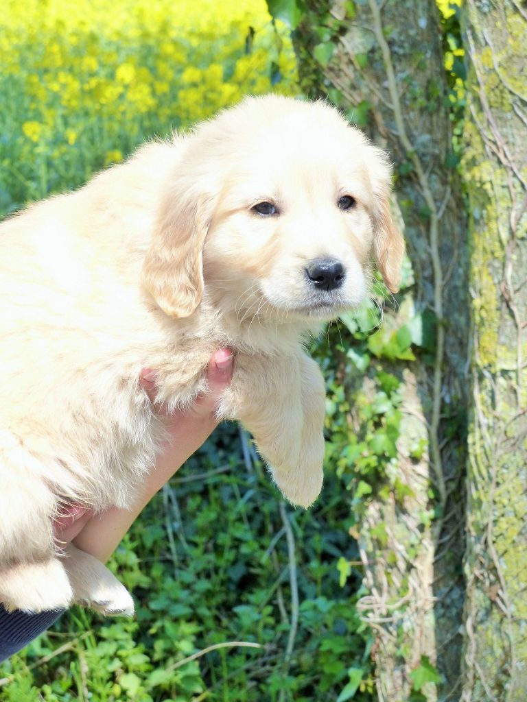 O'Carpe Diem Des Museaux - Chiots disponibles - Golden Retriever