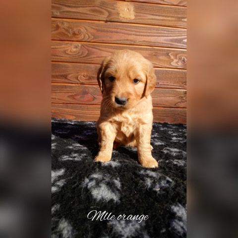 O'Carpe Diem Des Museaux - Chiots disponibles - Golden Retriever