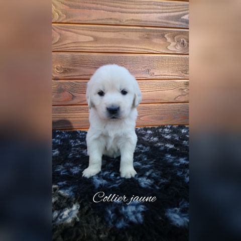 O'Carpe Diem Des Museaux - Chiots disponibles - Golden Retriever