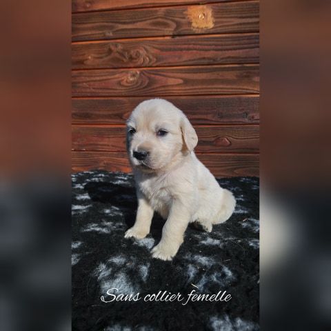 O'Carpe Diem Des Museaux - Chiots disponibles - Golden Retriever