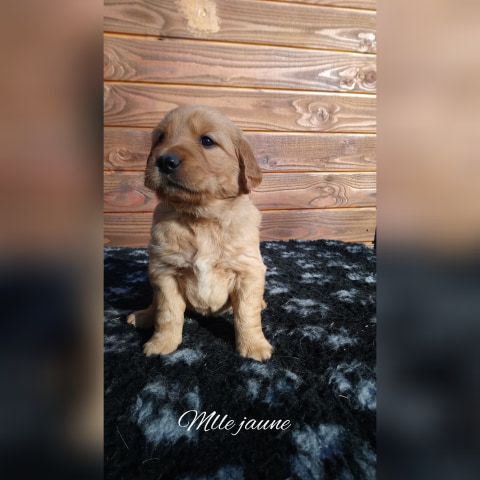 O'Carpe Diem Des Museaux - Chiots disponibles - Golden Retriever