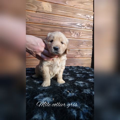 O'Carpe Diem Des Museaux - Chiots disponibles - Golden Retriever